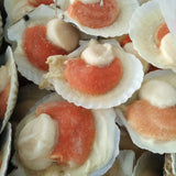 Half-Shelled Ezo Scallop