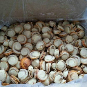 Ezo Scallop Meat