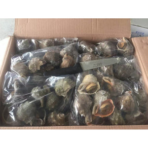 Forzen Boiled Conch