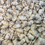 Manila Clam Meat